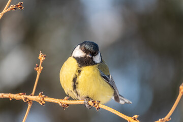 Cute bird Great tit, songbird sitting on a branch without leaves in the autumn or winter.