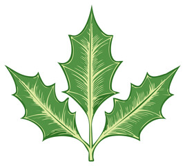 Traditional green holly leaves artwork vintage style botanical festive Christmas holiday illustration