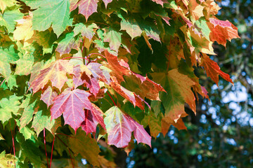 Close-up of a tree branch with colorful autumn leaves.