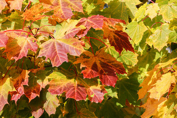 Close-up of colorful autumn leaves.