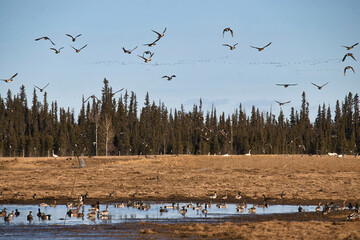 Birds  flying near Delta Junction, Alaska