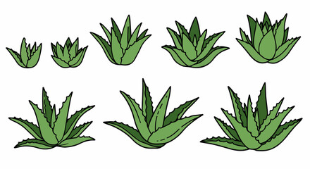 Aloe vera plant collection with transparent background