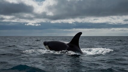 Fototapeta premium humpback whale tail