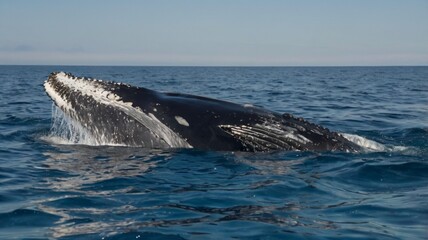 Fototapeta premium A humpback whale mother swims alongside her curious calf