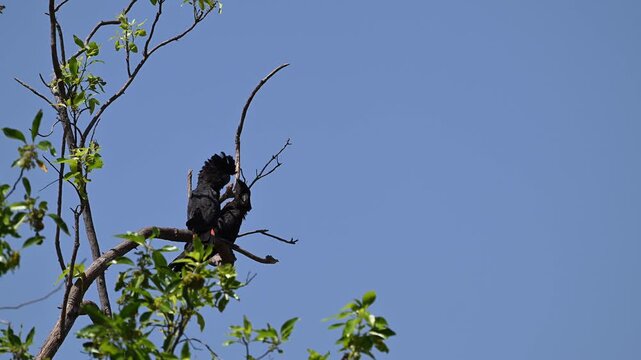 red tailed or Banksian black cockatoo, Calyptorhynchus banksii, perched high on a tree in the tropical landscape of litchfield national in the Northern Territory of Australia.