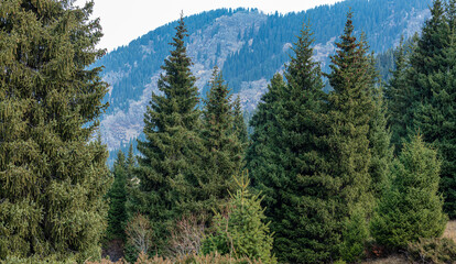 pine trees in the mountains