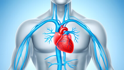 Anatomical illustration of the human circulatory system with a red heart and blue veins blood vessels