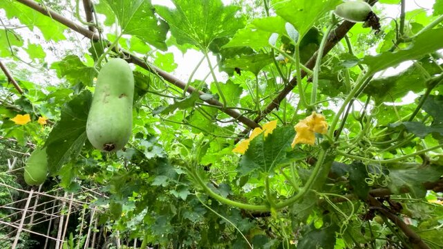 Winter Melon Growing on Vine in Lush Garden, Phuket
