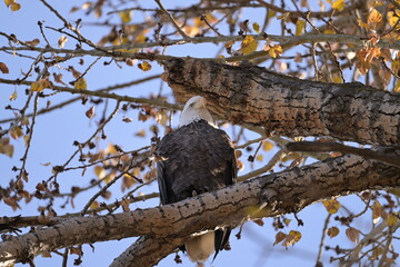  bald eagle , Nature, wildlife, Canada, Alberta, wild, 