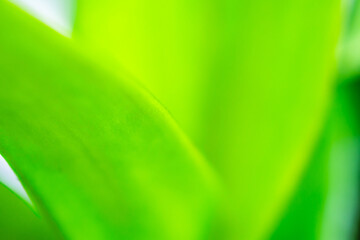 Natural plant green leaf in garden nature background