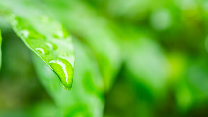 rain water drop on green leaf closeup natural background