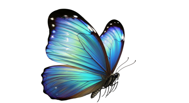 A vibrant blue and white butterfly, a beautiful insect of nature, is flying with colorful wings on a clean white background