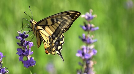 A swallowtail butterfly (Papilio machaon) rests on a purple, elongated flower, with a blurry green background, in the sunlight.