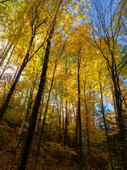 Obraz premium Yellow autumn foliage