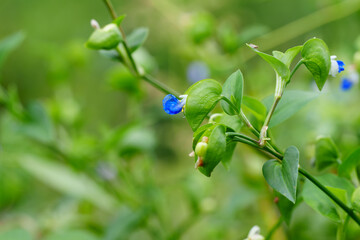 Close-up photo of a blue Asiatic dayflower (Commelina communis) blooming in summer.
