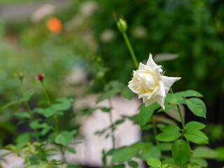 Close-up photo of a white rose blooming in summer