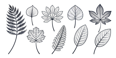 Fototapeta premium Vector collection of nine different types of leaves in black and white line art botanical illustration style
