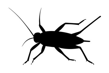 A black silhouette of a cricket with long antennae and legs is shown isolated on a white background representing a simple graphic of the insect in silhouette isolated on white background