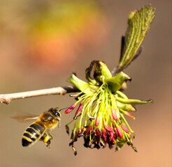 A honeybee (Apis mellifera)is flying towards the stamens of a wilted flower at the end of a tree branch, close-up, with a blurred greenish-brown background.