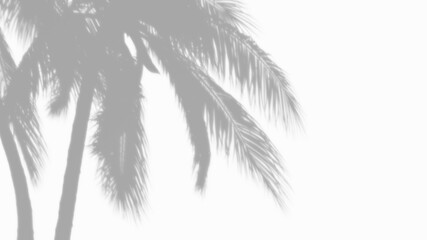Overlay coconut trees shadow effect on transparent background. high quality 3d render png format.	