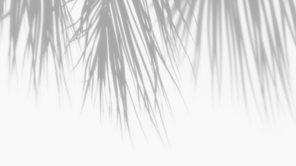 Overlay coconut leaves shadow effect on transparent background. high quality 3d render png format.	