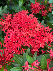 red ixora flower in the garden