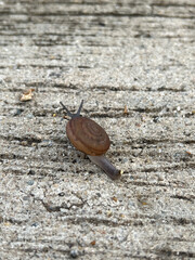 close up of brown snail on cement floor background. selective focus.