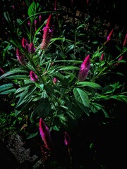 flowers in the night