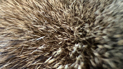 Macro photography of the thick short hair of the animal, the lint, texture and iridescence of shades are clearly visible