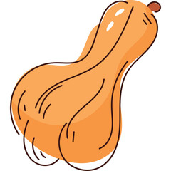 Orange Butternut Squash Vegetable Food Organic Produce Autumn Harvest Healthy Eating Cuisine Ingredient Single Object Studio Shot Simple Illustration Isolated Clipping Path