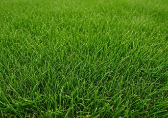 Obraz premium Vibrant green grass texture background full frame close up nature field lawn illustration