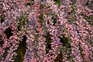 Obraz premium Close up view of Japanese barberry plant with pink and purple foliage.