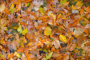 Assorted colorful fallen wet leaves in autumn. for background use .