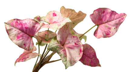 Closeup showcases the vibrant pink and green variegated leaves of a Syngonium podophyllum 'Pink Splash' plant against a stark