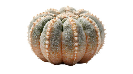 Closeup of a textured astrophytum myriostigma cactus showcasing its unique ribbed structure and speckled pattern against a