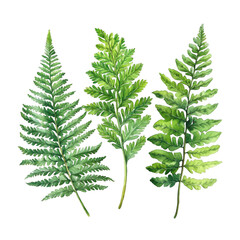 Three lush green fern fronds vibrant natural foliage botanical detail