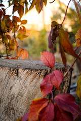 Autumn background, old wooden stump against the backdrop of bright autumn leaves of wild grapes