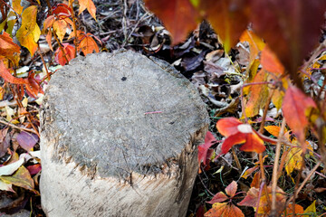 Autumn background, old wooden stump against the backdrop of bright autumn leaves of wild grapes