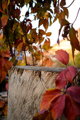 Autumn background, old wooden stump against the backdrop of bright autumn leaves of wild grapes