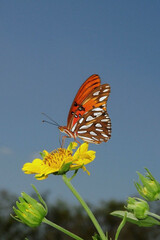 butterfly on flower