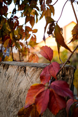 Autumn background, old wooden stump against the backdrop of bright autumn leaves of wild grapes