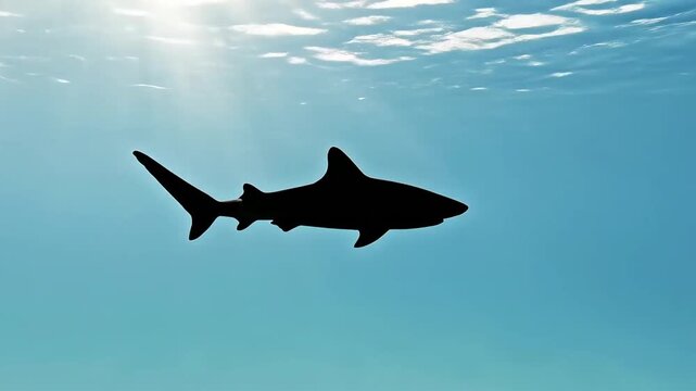 Baby shark silhouette against a bright blue underwater background