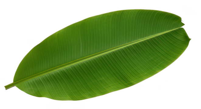 Vibrant Green Banana Leaf Isolated On Black Background