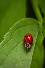ladybug on green leaf