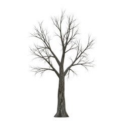 Obraz premium Bare tree isolated on transparent background in winter season without leaves