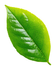 Obraz premium Vibrant green leaf nature botanical isolated on transparent background