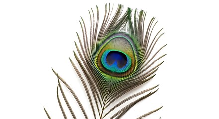 Close up of a beautiful peacock feather with iridescent eye against a white background