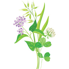  Delicate wildflowers and green leaves bouquet with purple blossoms and white clover isolated on white background natural botanical illustration vibrant colors