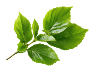 Fresh green leaves nature scene plant vibrant environment isolated on transparent background