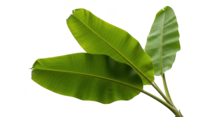 Fresh Banana Leaves With Backlight On Black Background